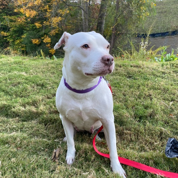 Meet your Posher, Shanna - Picture 3 of 3